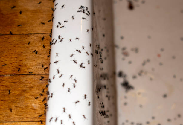 Pest Control for Restaurants in Lockwood, MO