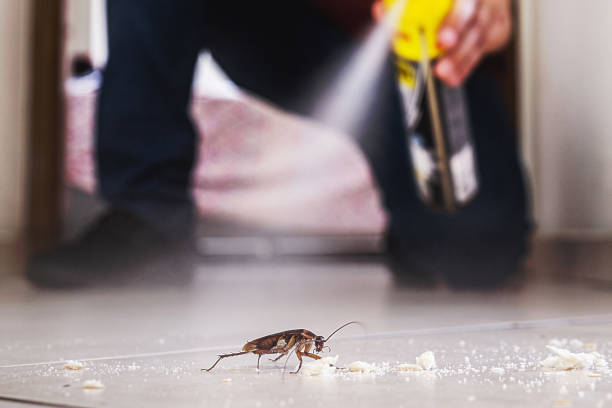 Best Rat Extermination Near Me  in Lockwood, MO